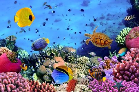 国家海洋局宣布: 我国在深海生物资源探测开发方面取得重要成果