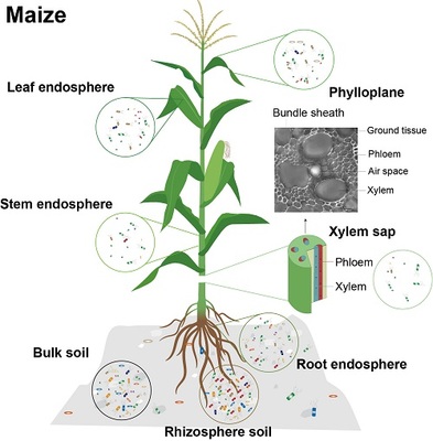 玉米“肠道菌群”:未开发的生物固氮资源